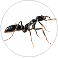 Pest Hunterz ant control