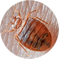 Pest Hunterz bed bugs