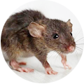 Pest Hunterz mice