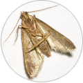 Pest Hunterz moth control