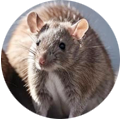 Pest Hunterz rat control